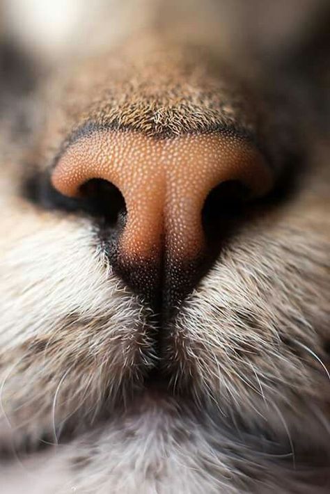 Cat Nose, Söt Katt, 강아지 그림, Image Chat, Foto Tips, Cat Photography, The Nose, Appaloosa, Quarter Horse