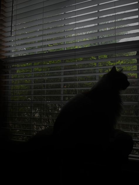 Rainy Dark Day Aesthetic, Cat And Rain Aesthetic, Rainy Window Aesthetic Night, Rainy Day Cat Aesthetic, Low Exposure Aesthetic, Cat Asthetics Photos Dark, Rainy Window, Rainy Day Aesthetic, Low Exposure