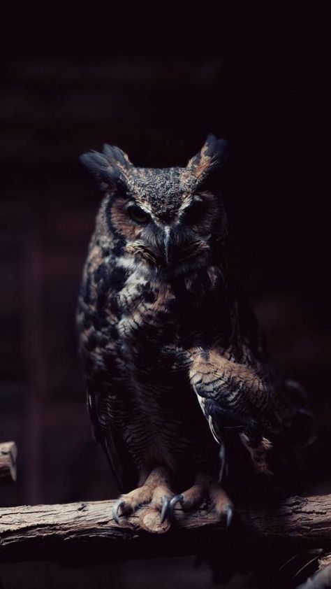 #Owl Phone Wallpaper Owl Photography, Black Owl, Owl Wallpaper, Owl Pillow, Beautiful Owl, Great Horned Owl, Night Owl, Barn Owl, The Darkness