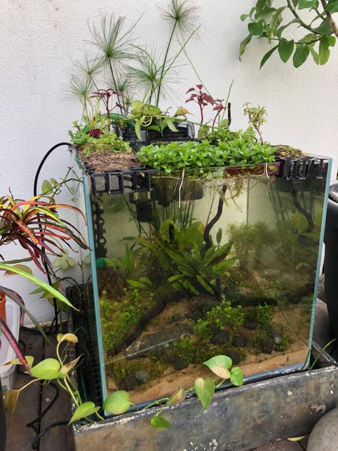 Self Sustaining Terrarium Fish Tanks, Self Sustaining Aquarium, Self Sustaining Ecosystem, Aquarium Office, Cool Fish Tank Decorations, Biotope Aquarium, Fish Tank Themes, Pet Snails, Freshwater Aquarium Plants