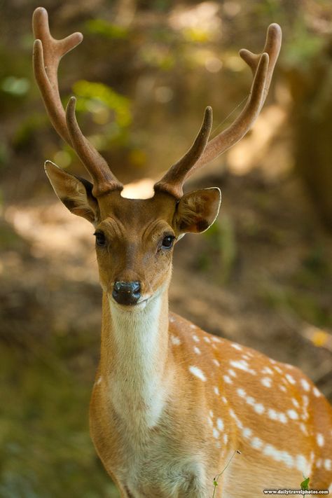 Deer Species, Sika Deer, Deer Pictures, Fallow Deer, Mule Deer, Manx, Pretty Animals, Sumi E, Weird Animals