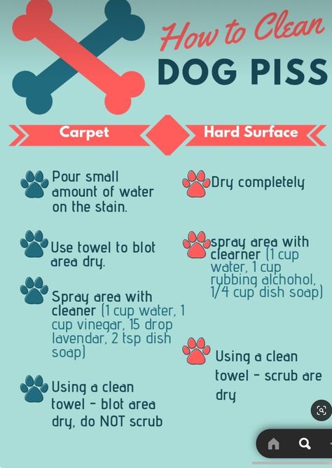 Diy Dog Pee Odor Remover, Diy Dog Urine Odor Remover, How To Remove Dog Urine Smell From Laminate Floors, Cleaning Dog Pee Out Of Carpet, How To Clean Dog Pee Out Of Carpet, How To Remove Dog Smell From House, Diy Urine Smell Remover Dogs, Remove Dog Smell From House, Dog Urine Smell Out Of Carpet