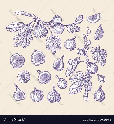 Fig Branch Illustration, Fig Branch Drawing, Fruit Tree Sketch, Blueberry Botanical Illustration, Fig Tree Branch Tattoo, Fig Line Drawing, Fig Tree Illustration, Fruit Branch Tattoo, Fig Tree Tattoo The Bell Jar