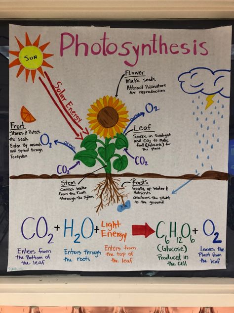 Chart On Photosynthesis, Biochemistry Project Ideas, Photosynthesis Poster Ideas, Science Project Chart Ideas, Class 7 Science Project, Photosynthesis Anchor Chart, Biology Photosynthesis Notes, Photosintesis Drawing, Photosintesis Project