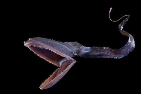 Gulper Eel (Pelican Eel) Deep Sea Creatures, Scary Sea Creatures, Scary Fish, Vampire Squid, Deep Sea Life, Weird Sea Creatures, Creature Marine, Oceanography, Aquatic Animals