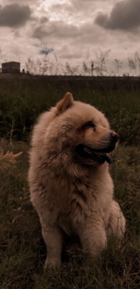 Se trata de difundir el conocimiento de la raza CHOW; ya que para muchos es un perro malo, bueno o sencillamente desconocen de estos perro Chow. Perros Chow Chow, Chow Chow, Brown Bear, China, Animals