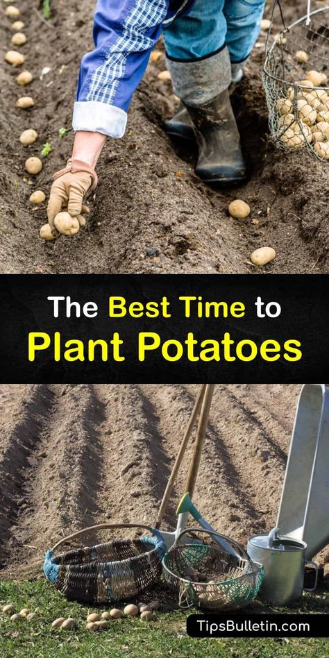 Plant potatoes in traditional or raised beds with grocery store seed potatoes. All potatoes, including Russet, prefer cool weather. Practice hilling by adding a few inches of soil as plants grow, and avoid Colorado potato beetles to enjoy delicious new potatoes any time. #when #plant #potatoes Planting Potatoes In Grow Bags, Best Way To Grow Potatoes, How To Grow Potatoes From Potatoes, How To Grow Potatoes, Potato Growing Containers, Growing Potatoes In Containers, When To Plant Potatoes, When To Harvest Potatoes, Planting Seed Potatoes