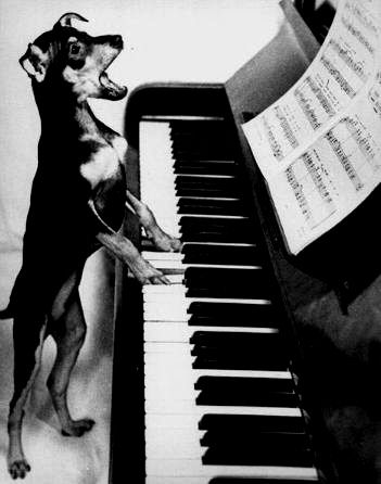 dog-playing-piano | Flickr - Photo Sharing! Funny Vintage Photos, Playing The Piano, Love My Dog, Miniature Pinscher, Playing Piano, Wow Art, Vintage Humor, The Piano, 귀여운 동물