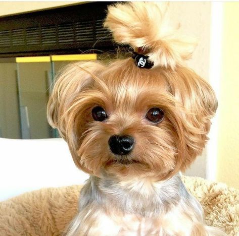 Female Yorkie Hairstyles, Yorkie Floppy Ears Haircut, Floppy Ear Yorkie Haircuts, Yorkie Ponytail, Lizzo Hair, Yorkie Puppy Haircuts, Yorkie Puppy Cut, Yorkie Puppy Care, Yorkie Hairstyles