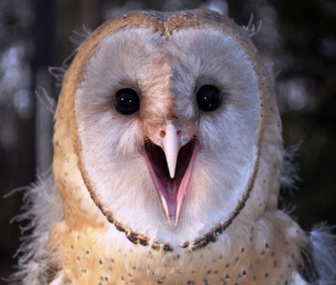 Young Barn Owl by Monteen McCord Baby Barn Owl, Happy Owl, Awesome Owls, Owl Images, Owl Photos, Baby Owls, Owl Art, Barn Owl, Beautiful Birds