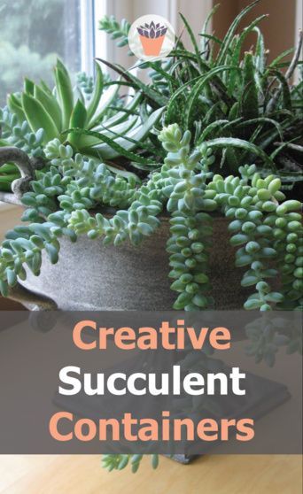 Containers for succulents can range from the unique to the common, rustic to classic. Build your own creative succulent containers, or search out rustic salvage or garage sale finds to use as fun and funky planters. Some of my favorite containers for succulents are terracotta clay pots. Clay pots are great for succulents, because of the porous nature of the clay. #plantcontainers #succulentpots #creativegardening Container Succulents Ideas, Succulents In Small Pots, Terracotta Succulent Pots, Succulent Container Ideas, Funky Planters, Topiary Wedding, Rustic Terracotta Pots, Pots Clay, Tropical Garden Plants