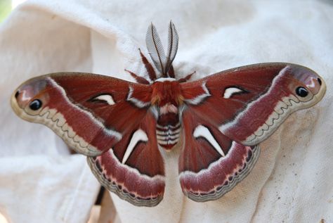 Silk Moth, Fandom Funny, Bugs And Insects, Creature Design, Taxidermy, Moth, Bugs, Insects, Arts And Crafts