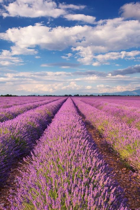 Provence France Countryside, Mediterranean France, Lavender Farms, Manifestation Guide, France Landscape, Summer Abroad, France Aesthetic, Senior Trip, Southern France