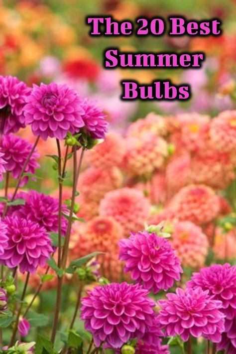 pink and peach dahlias are a great summer bulb to plant in your garden Bulbs That Flower All Summer, Bulbs For Shade Garden, Container Bulb Planting, Summer Planting Flowers, Bulb Bed Ideas, Flower Bulbs To Plant In Spring, Summer Bulbs To Plant In Spring, Spring Flower Beds Front Yards, Bulb Flowers Garden