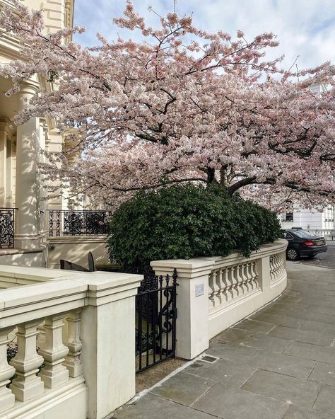 Fleur 🌹 on Instagram: “A little break from Paris content because my favourite tree in Notting Hill is blooming 🌸 can’t believe how popular it’s been this year,…” Park Avenue Princess, London Home, Luxury Homes Interior, Spring Aesthetic, Future Lifestyle, Notting Hill, Spring Vibes, Park Avenue, City House