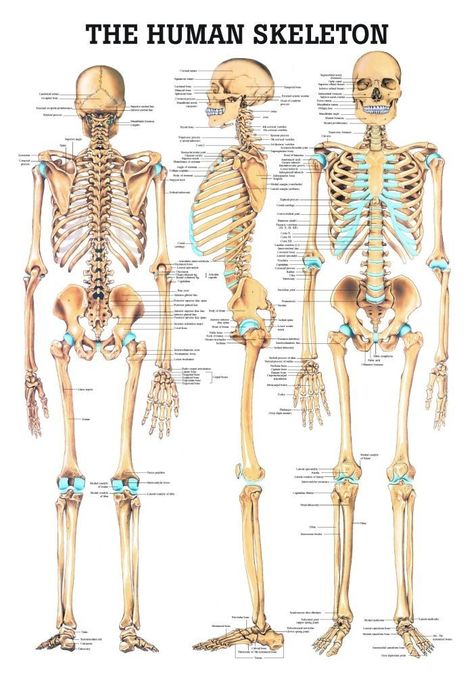 Human Skull Anatomy, The Human Skeleton, Female Skeleton, Human Skeleton Anatomy, Skull Anatomy, Anatomy Bones, Anatomy Poster, Skeleton Anatomy, Skeleton Model