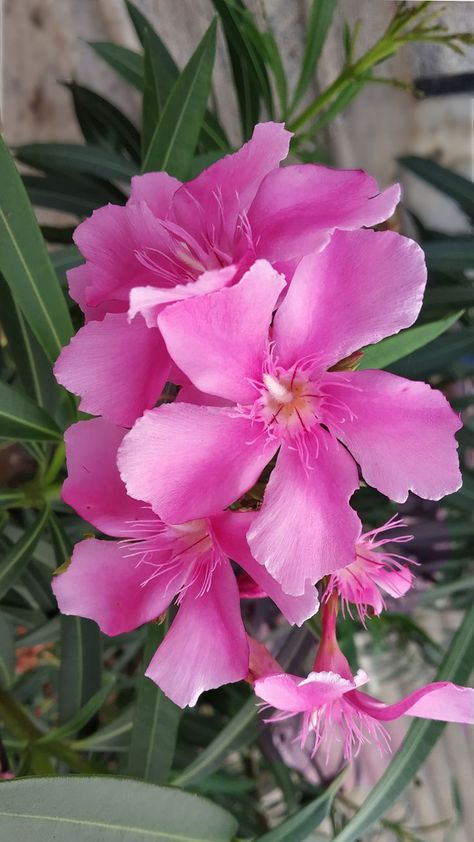 #Arali #Arali Poo #Arali Flower #Oleander #Jericho rose Flowering Plants In India, Oleander Flower, Jericho Rose, Nerium Oleander, Procreate Ideas, Fantasy Flowers, Lawn Service, Bonsai Trees, Flowering Plants