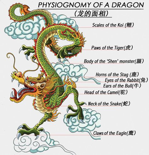 Are Dragons really bad? - Chinese Mythology: Dragons and the Fiery Pearl Dragon Anatomy Design Reference, Tigre Y Dragon, Chinese Dragon Drawing, Dragon Anatomy, Dragon Mythology, Chinese Dragon Art, Chinese Zodiac Dragon, Dragon Zodiac, Dragon Chino