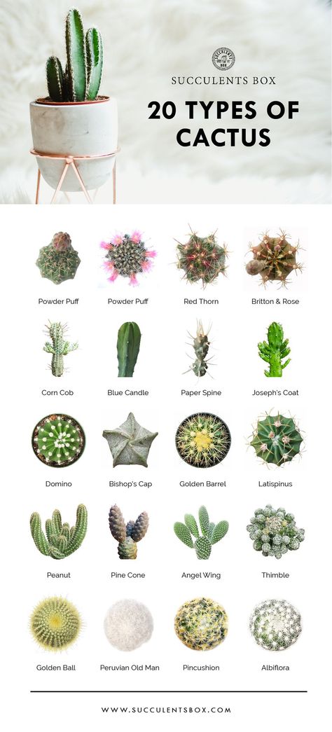 20 types of cactus // plants | home | natural designs | time-honored Succulents Types, Types Of Cactus Plants, Tanaman Sukulen, Kaktus Dan Sukulen, Different Types Of Succulents, Succulent Names, Types Of Succulents Plants, Cactus Terrarium, Tanaman Indoor