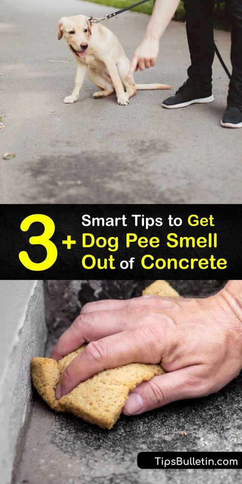 Learn ways to get dog urine smell out of concrete and leave the concrete floor smelling fresh. White vinegar, hydrogen peroxide, and an enzyme cleaner effectively remove dog pee odor from concrete surfaces. #remove #dog #pee #smell #concrete Remove Urine Smell From Concrete, How To Get Dog Pee Smell Out Of House, Dog Urine Smell Out Of Concrete, Get Rid Of Dog Pee Smell, Diy Enzyme Cleaner Pet Urine, Pet Urine Smell Remover, Remove Dog Smell From House, Enzyme Cleaner For Dog Urine, Remove Dog Urine Smell