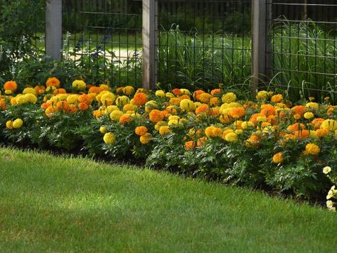 Easy-to-grow marigolds add bright yellow, gold, orange and creamy-white color to gardens and containers from spring into fall. Bed Plants, Marigolds In Garden, Marigold Seeds, Growing Marigolds, Planting Marigolds, Marsh Marigold, Orange Marigold, American Meadows, Marigold Flowers