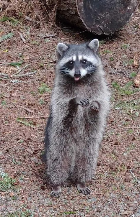 Pet Raccoon, Cat Stands, Cute Raccoon, Raccoon Funny, Trash Panda, Silly Animals, Racoon, Funny Animal Memes, Funny Animal Pictures