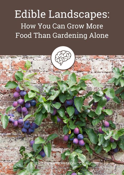 How To Plan Edible Landscapes To Grow Even More Food - Survival Mom Edible Landscaping Front Yard, Purple Plum Tree, Edible Landscape, Edible Gardening, Bush Garden, Red Brick Wall, Plum Tree, Smart Garden, Garden Veggies