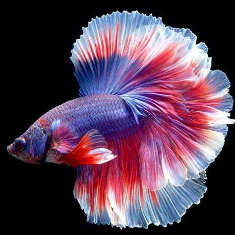 Fish Freshwater, Fish Photography, Birds Parrots, Betta Fish Types, Cr7 Wallpapers, Pretty Fish, Salt Water Fish, Beta Fish, Freshwater Aquarium Fish