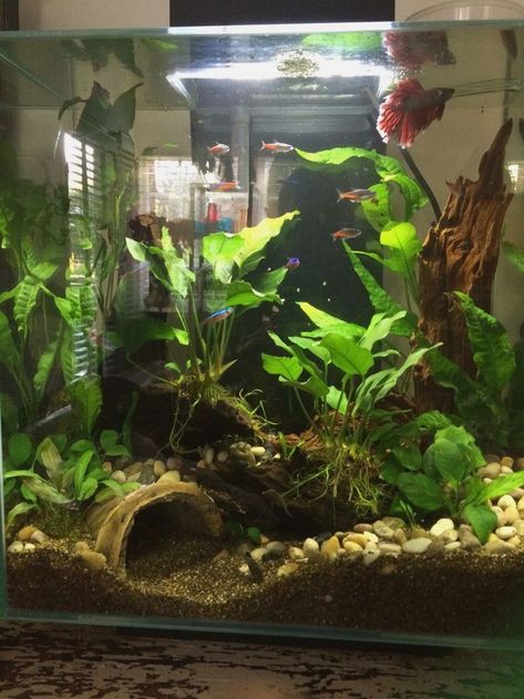 Betta Fish Tank With Live Plants, Betta Fish Tank Inspiration, Betta Fish Tanks Ideas, 4 Gallon Fish Tank, Multiple Betta Fish Tank Ideas, Cottagecore Fish Tank, Berta Fish Tank Ideas, Betta Tank Aquascape, 5 Gallon Betta Tank Ideas