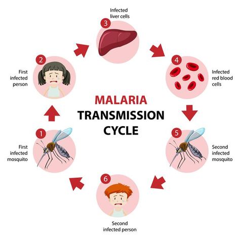 Malaria transmission cycle information i... | Free Vector #Freepik #freevector #infographic #medical #animals #medicine Malaria Infographic, Anopheles Mosquito, Malaria Prevention, Malaria Parasite, Infographic Layout, Infographic Poster, Infectious Diseases, Information Poster, Human Anatomy And Physiology