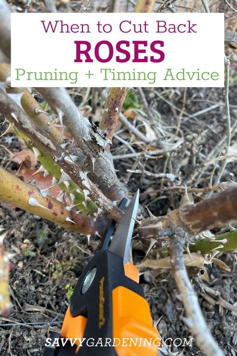 When and How to Cut Back Roses. When to cut back roses: Pruning advice for timing and technique. How to prune rose bushes. Care for your rose garden with these important rose gardening tips. #Roses #Gardening Rose Bushes Care, Native Plant Landscape, Pruning Roses, Garden Companion Planting, Rose Gardening, Rose Bushes, Climbing Rose, Rose Care, Gardening Techniques