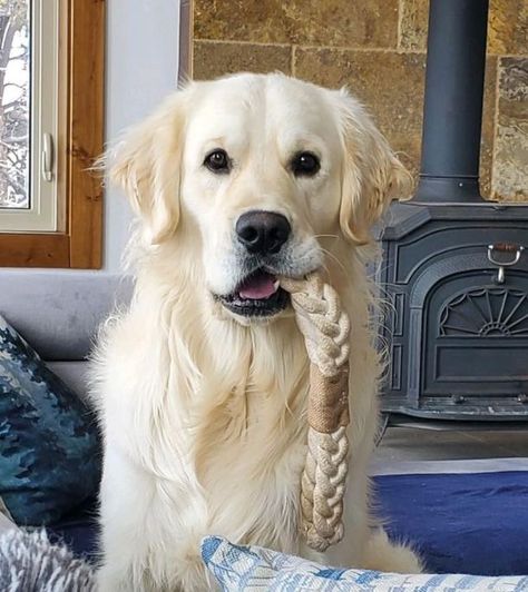 White English Cream Golden Retriever, English Cream Golden Retriever Aesthetic, White Golden Retriever Aesthetic, English Cream Retriever, Creme Golden Retriever, English Cream Golden Retriever Puppy, English Creme Golden Retriever, English Labrador Retriever, Cream Retriever