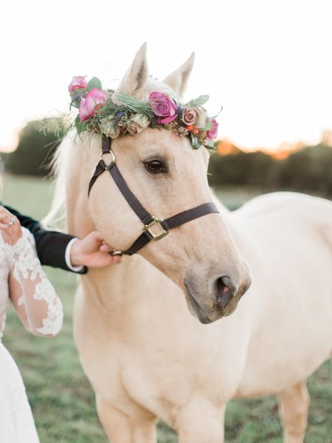 Pretty horse + flower crown <3 Edgy Boho, Horse Flowers, Prince Of Persia, Most Beautiful Horses, Barn Weddings, Pretty Animals, Cute Horses, Pretty Horses, Love Horses