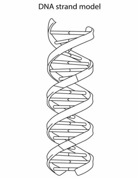 Fun Science coloring pages for your little one. They are free and easy to print. The collection is varied with different skill levels Dna Model Drawing, Dna Strand Art, Dna Strand Drawing, Dna Strand Tattoo, Dna Worksheet, Dna Drawing, Dna Artwork, Science Tattoo, Dna Strand