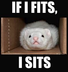 This looks like my ferret but it isn't lol Ferrets Playing, Ferret Meme, Ferrets Pictures, Ferret Diy, Ferrets Care, Fire Funny, Baby Ferrets, Funny Ferrets, Dream Pet