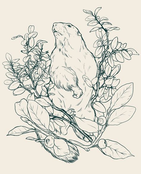 The next stage of the marmot illustration is complete! ⁠ With the line art finished, I can block in the main colours and build up the forms through shadows and highlights. After this, everything really comes together!⁠ ⁠ #vancouverislandmarmot #marmot #botanicalart #wildlifeillustration #animalart #lineart #canadianillustrator #artprocess #natureart #wildlifeart Marmot Illustration, Animal Drawing, Wine Labels, Process Art, Wildlife Art, Animal Illustration, Botanical Art, Main Colors, The Line