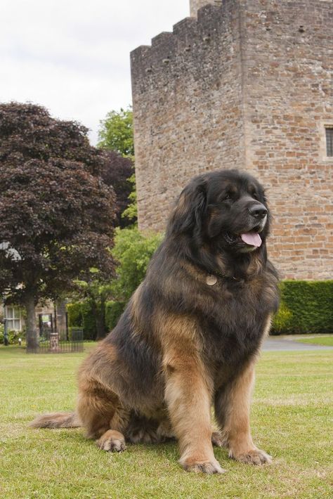 Napoleon the Leonberger -hallie Russian Bear Dog, Leonberger Dog, Caucasian Shepherd Dog, Pet Anime, Big Fluffy Dogs, Giant Dog Breeds, Big Dog Breeds, Huge Dogs, Giant Dogs