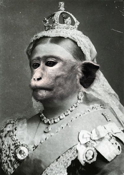 Dapper Animals, Monkey Queen, Anthropomorphic Animals, Monkey Face, Strange Photos, Female Cartoon, Monkey Business, Like Animals, American Heritage