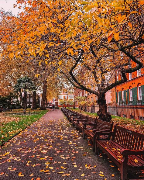 pov: It’s autumn in London and you’ve gone for a walk on a crisp day in November daydreaming under the golden leaves dancing with the wind…. 🍁🍂 Have you ever been to London in Autumn? It’s one of my favourite seasons to visit the city. Sometimes pictures speak louder than videos…. 📍Regent’s Park, South Kensington, Mount Street Gardens In love with autumn in London 🍁🍂 Who is looking forward to cosy days? #ritafarhifinds #autumninlondon #londonlife London In November, Regents Park London, London In October, Regents Park, Autumn Park, South Kensington, London Park, Autumn Scenes, Autumn Scenery