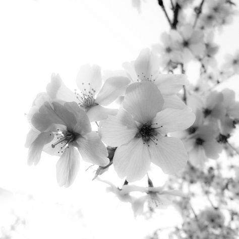 ƜσиɖᏋяʄųℓ Ꮳяєαɬįσи Day Of Silence, Blue Eyed Girls, Forever Flowers, Sakura Flower, Black And White Flowers, Photography Posing Guide, Sakura Cherry Blossom, Sumi E, Black White Photos