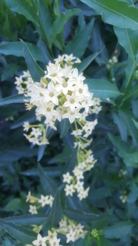 Night Blooming Jasmine Plant Cestrum Nocturnum Night Blooming Jasmine Tattoo, Cestrum Nocturnum, Jasmine Drawing, Jasmine Tattoo, Flower Studies, Textiles Gcse, Night Blooming Jasmine, Night Blooming Flowers, Jasmine Plant