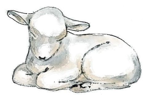 Drawings Of Lambs, Baby Lamb Art, Sheep Laying Down Drawing, Drawing Of A Lamb, Lamb Tattoo Cute, Pictures Of Lambs, How To Draw Lamb, Lamb Face Tattoo, Sleeping Lamb Drawing