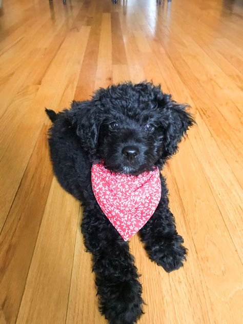 Black Golden Doodle, Black Goldendoodle, Goldendoodle Black, Black Labradoodle, Atticus Finch, Dream Items, Labradoodle Dogs, Black Puppy, Dog Mommy