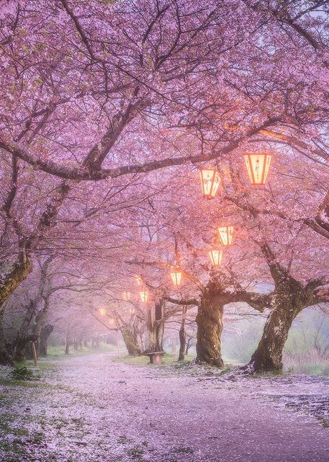 Japanese Forest, Pink Forest, Sakura Tree, Pink Garden, Forest Wallpaper, Japanese Cherry Blossom, Cherry Blossom Tree, Blossom Trees, Forest Fairy