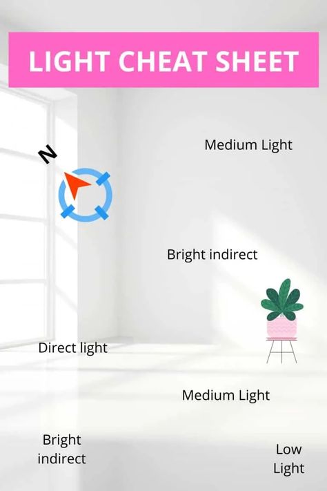 Indoor Plant Lights, Plants Care, Plant Window, Light Guide, Plant Light, Grow Lights For Plants, Plant Hacks, Inside Plants, Indoor Plant Care