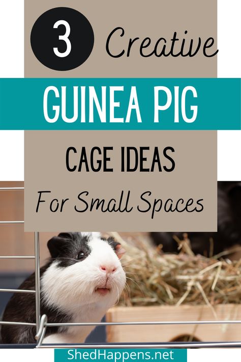 Black and white guinea pig standing in a cage, looking out the door, with a brown box containing hay back in the distance and the text '3 Creative Guinea Pig Cage Ideas for Small Spaces' Homemade Guinea Pig Cage, C C Guinea Pig Cage, Guinea Pig Cage Ideas, Diy Guinea Pig Toys, Guinea Pig Cage Accessories, Guinea Pig Supplies, Indoor Guinea Pig Cage, Guinea Pig Run, Pig Habitat