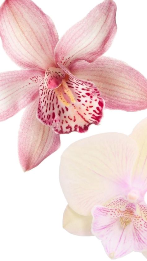 Iphone Wallpaper Chic, Pink Wallpaper Iphone Flowers, Orchid Wallpaper Iphone, Orchid Flower Wallpaper, Pink Orchid Wallpaper, Lily Flower Wallpaper, Orchid Wallpaper, Lily Wallpaper, Arte Peculiar