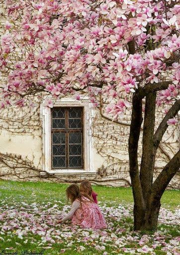 Magnolia tree Magnolia Blossom, Have Inspiration, Magnolia Trees, Beltane, Flowering Trees, Blossom Flower, Beautiful Tree, Dream Garden, Backyard Garden