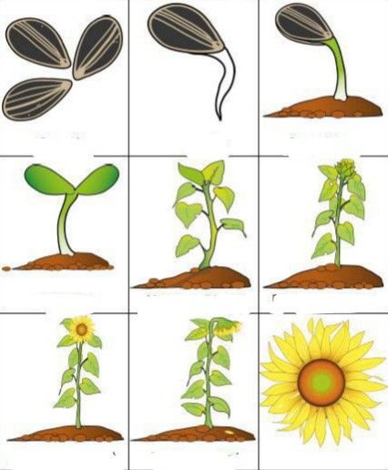 Growing Sunflowers From Seed, Flower Life Cycle, April Gardening, Plants Worksheets, Islamic Books For Kids, Growing Sunflowers, School Board Decoration, Nature School, Science Crafts