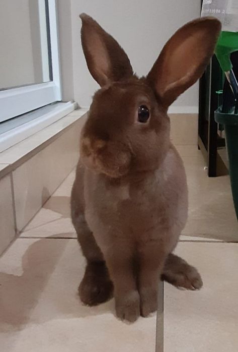 Red Rex Rabbit, Mini Rex Bunnies, Flemish Rabbit, Rex Rabbits, Counseling Theories, Bunny Breeds, Rabbit Chocolate, Mini Rex Rabbit, Wholesome Pictures